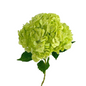 Hydrangea Sage Green (SINGLE STEM)
