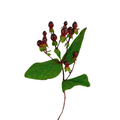 Hypericum Burgundy (10 Stems)