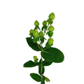Hypericum Green (10 Stems)