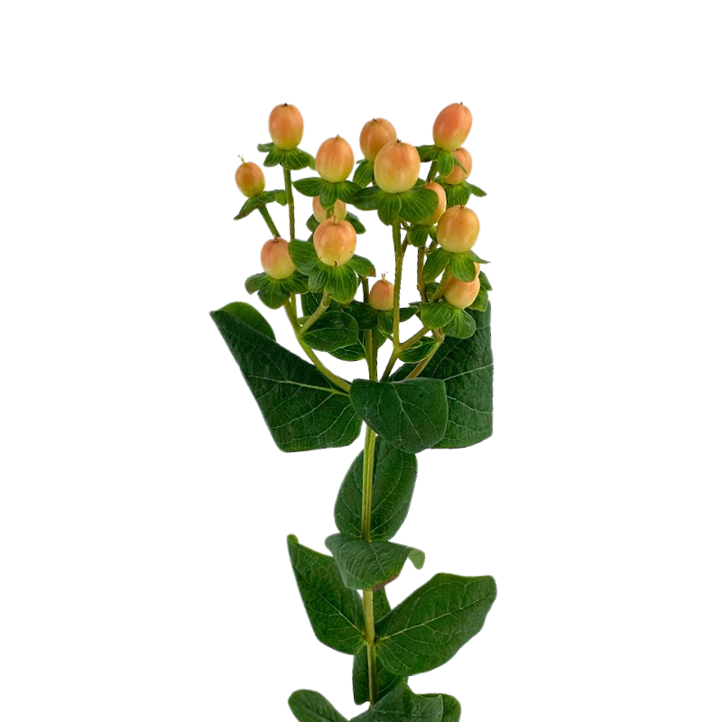 Hypericum Peach