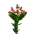 Hypericum Pink (10 Stems)