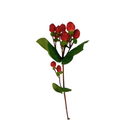 Hypericum Red (10 Stems)