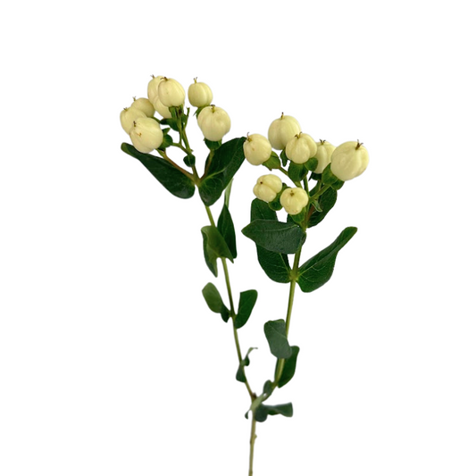 Hypericum White (10 Stems)