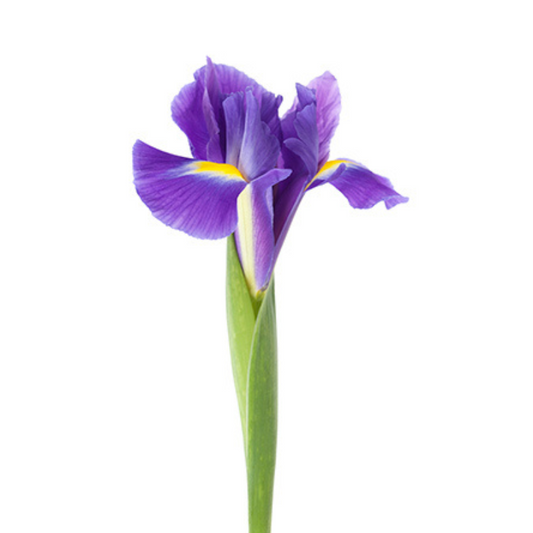 IRIS