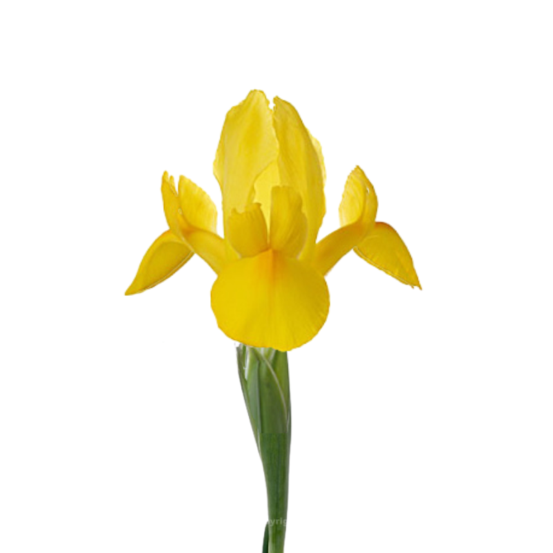 Iris