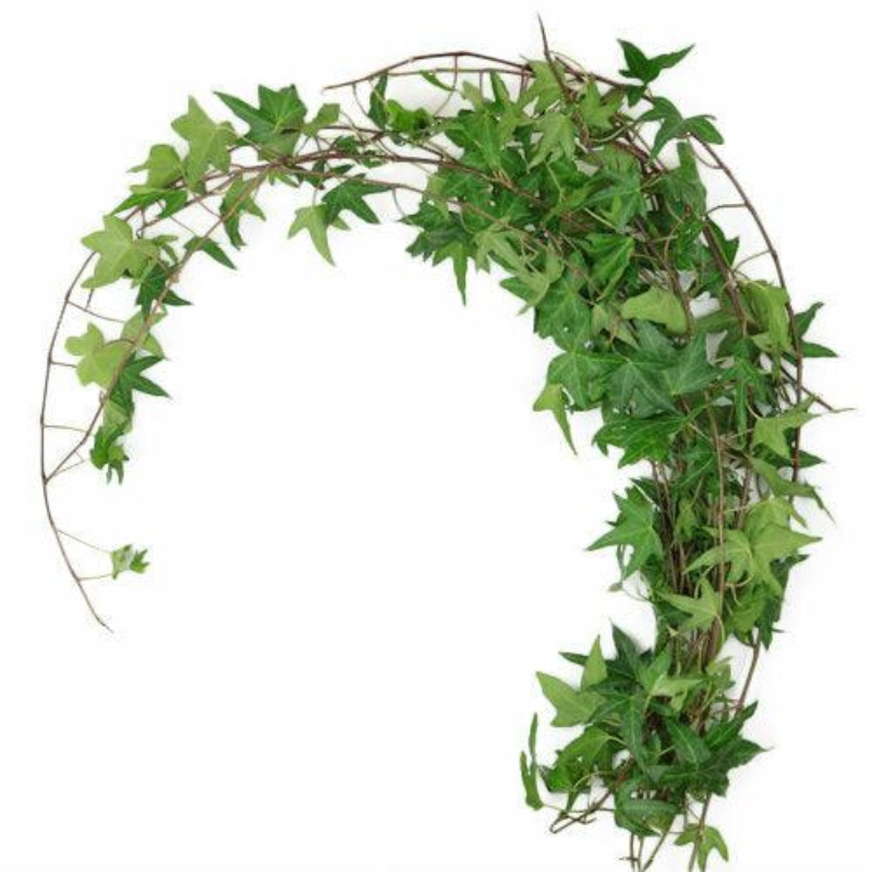 Ivy Vine