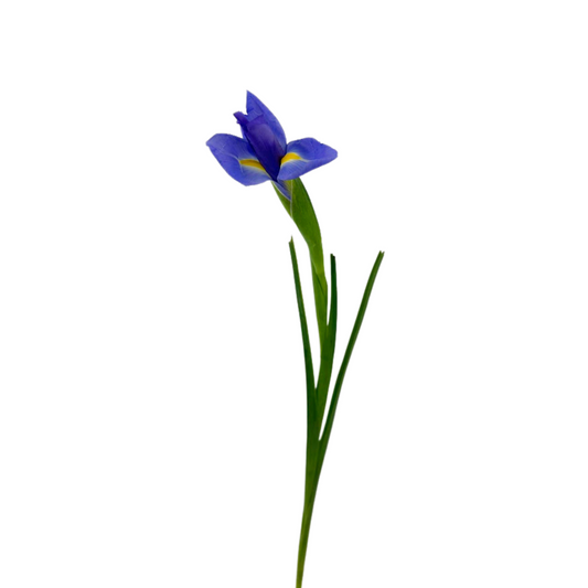 Iris Blue (10 stems)