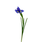 Iris Blue (10 stem bunch)