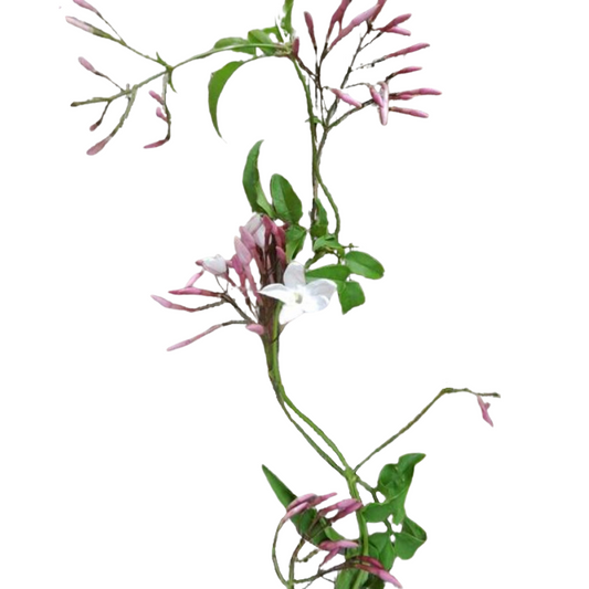 Jasmine Vine