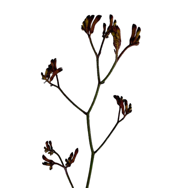 Kangaroo Paw