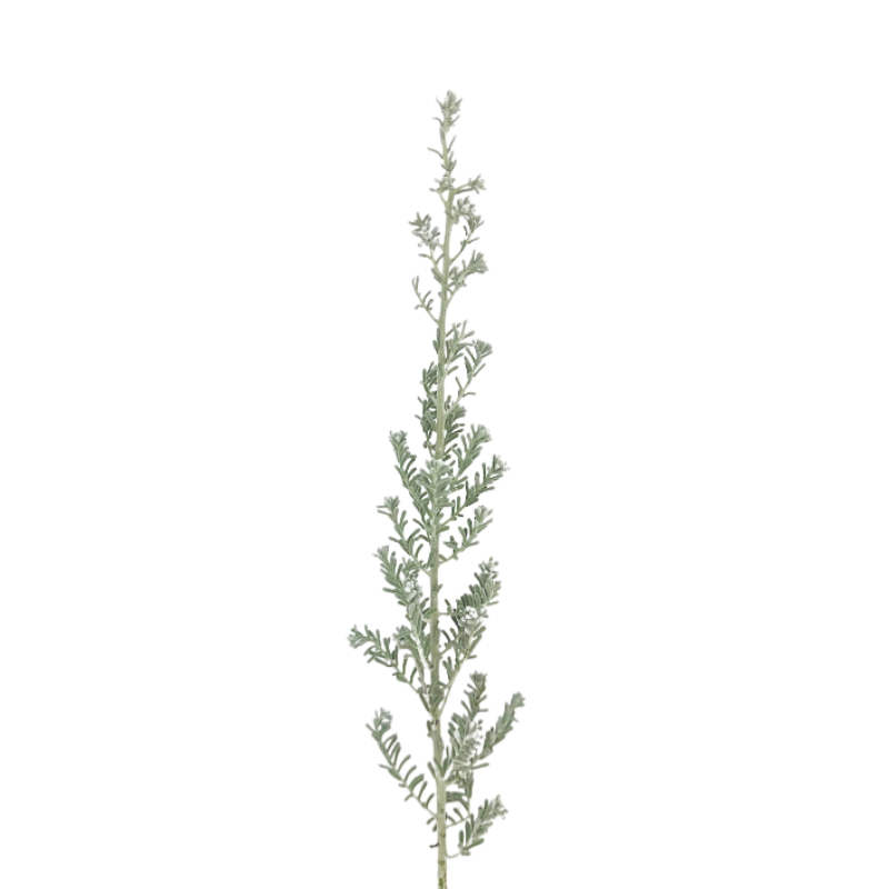 Kochia