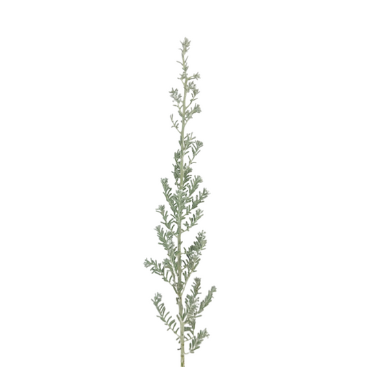 KOCHIA