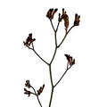 Kangaroo Paw Burgundy (10 Stems)