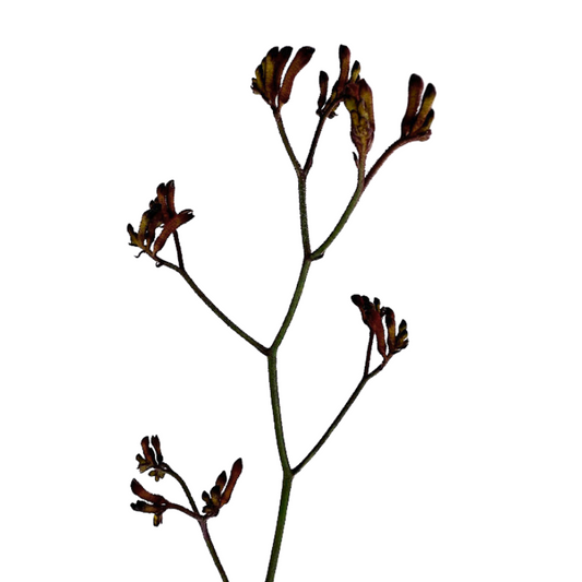 Kangaroo Paw Burgundy (10 Stems)