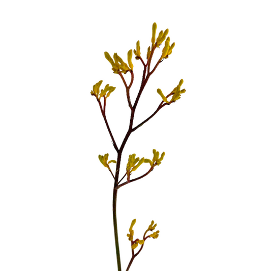 Kangaroo Paw Yellow