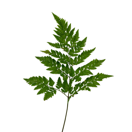 Leatherleaf