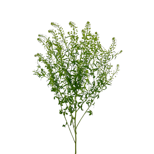 LEPIDIUM