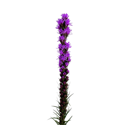 LIATRIS
