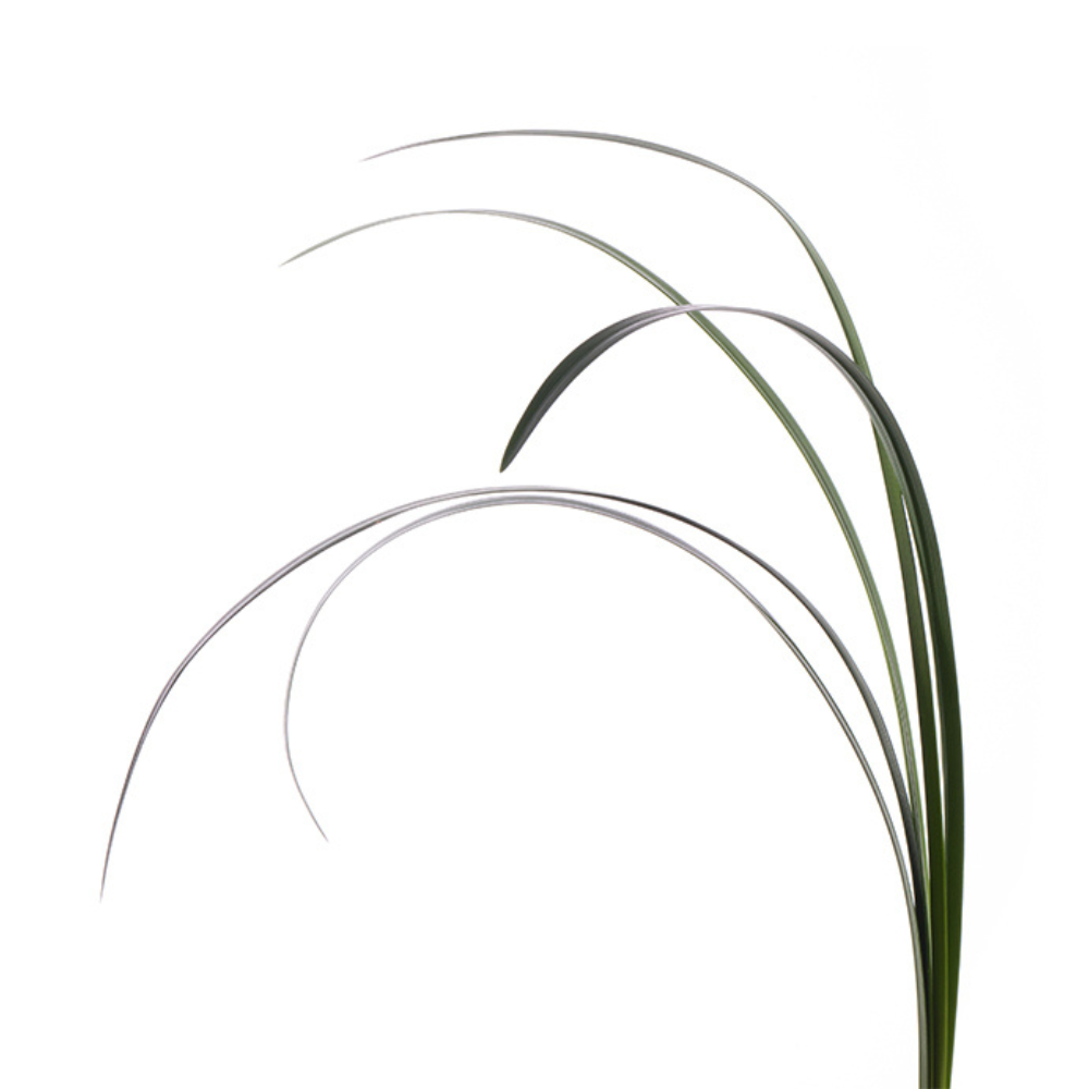 LILY GRASS