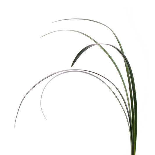 LILY GRASS