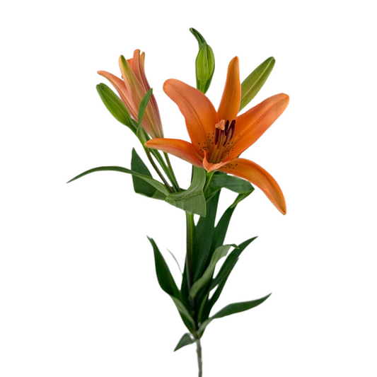 LILY, ASIATIC