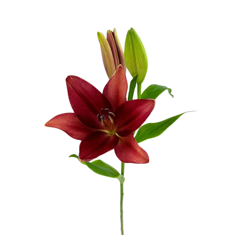 Lily, Asiatic