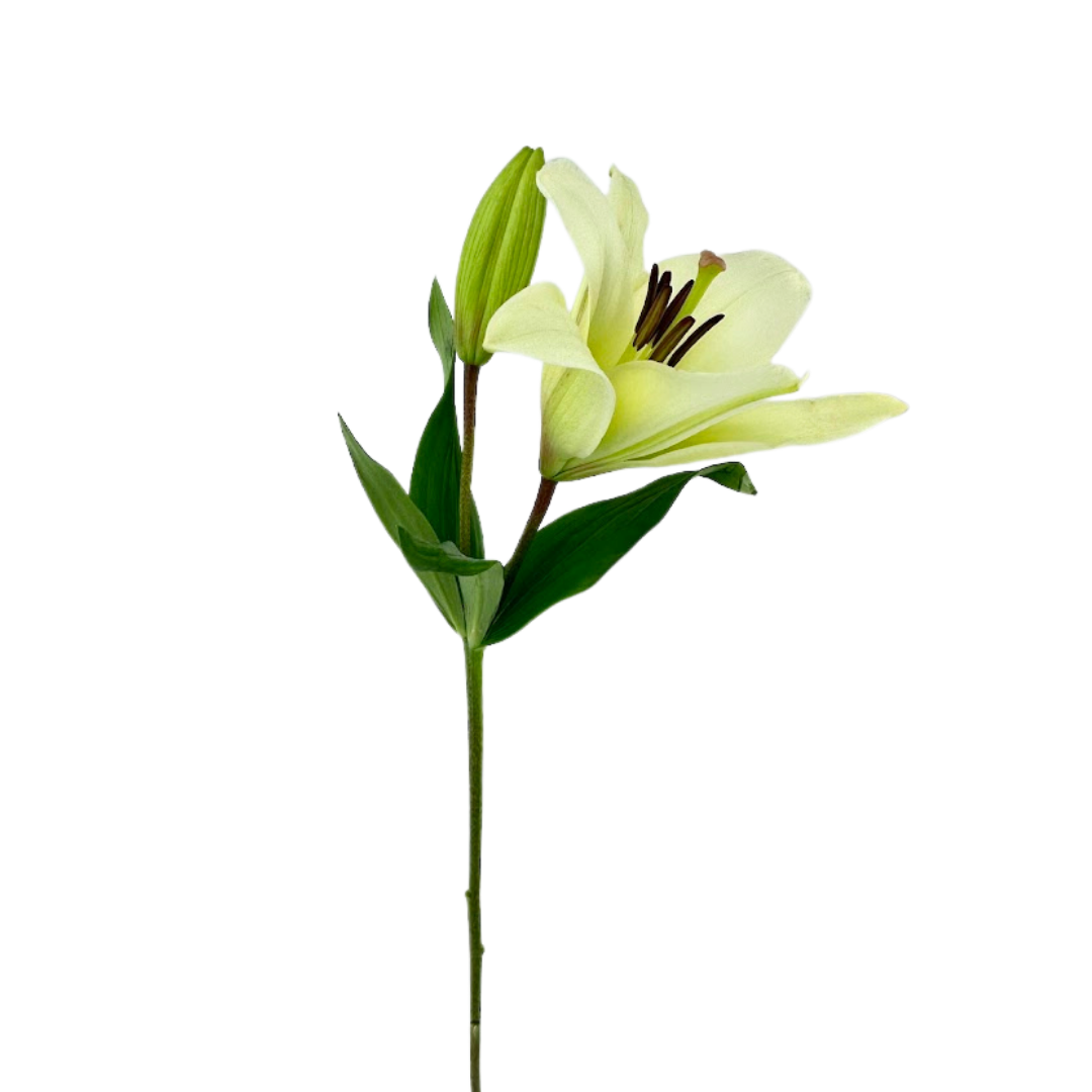 Lily, Asiatic