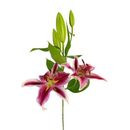 Lily, Oriental