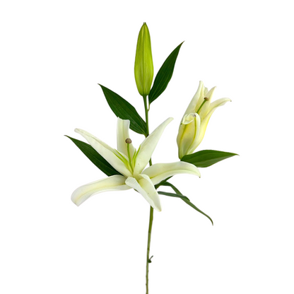 Lily, Oriental