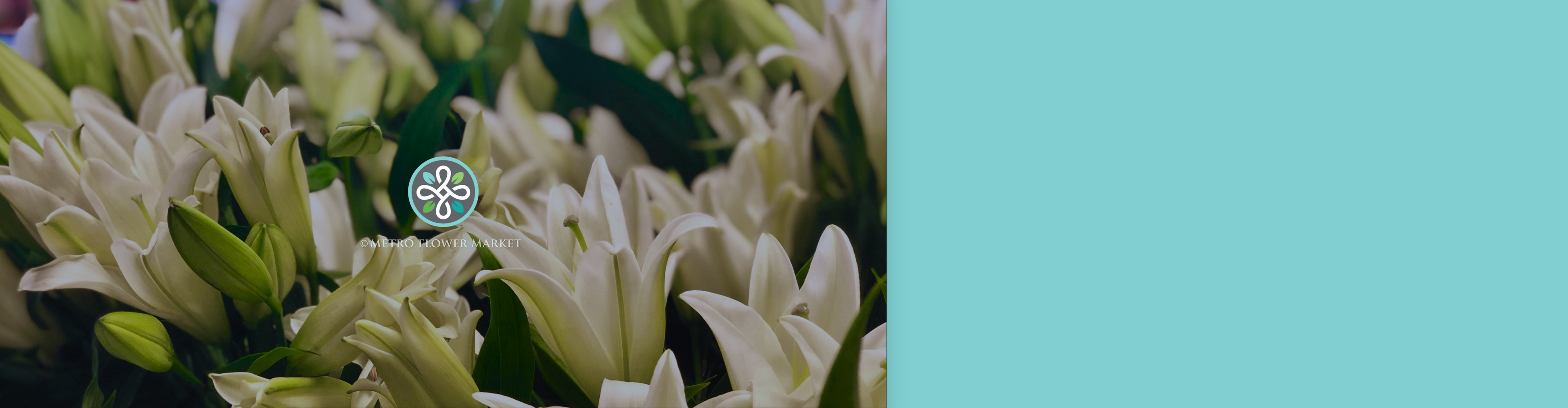 White lily blooms against a light teal background with the MFM logo overlayed.
