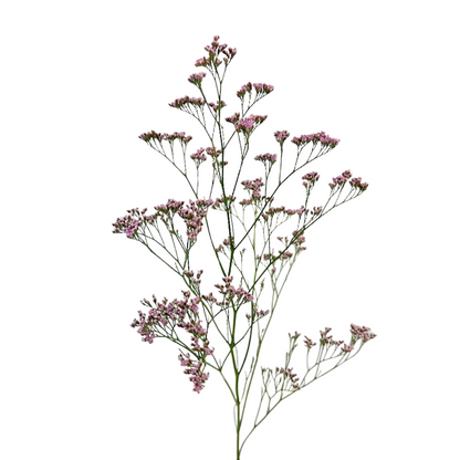 Limonium
