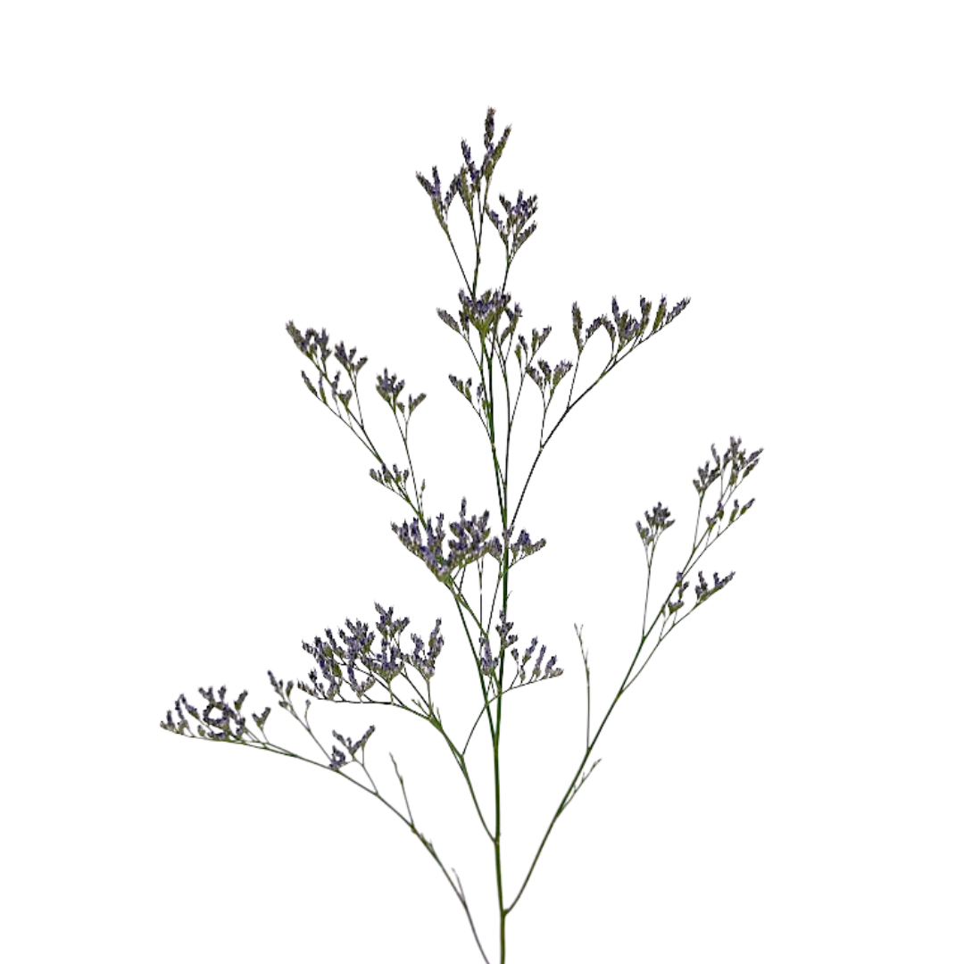 Limonium