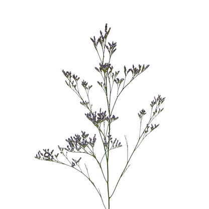 Limonium