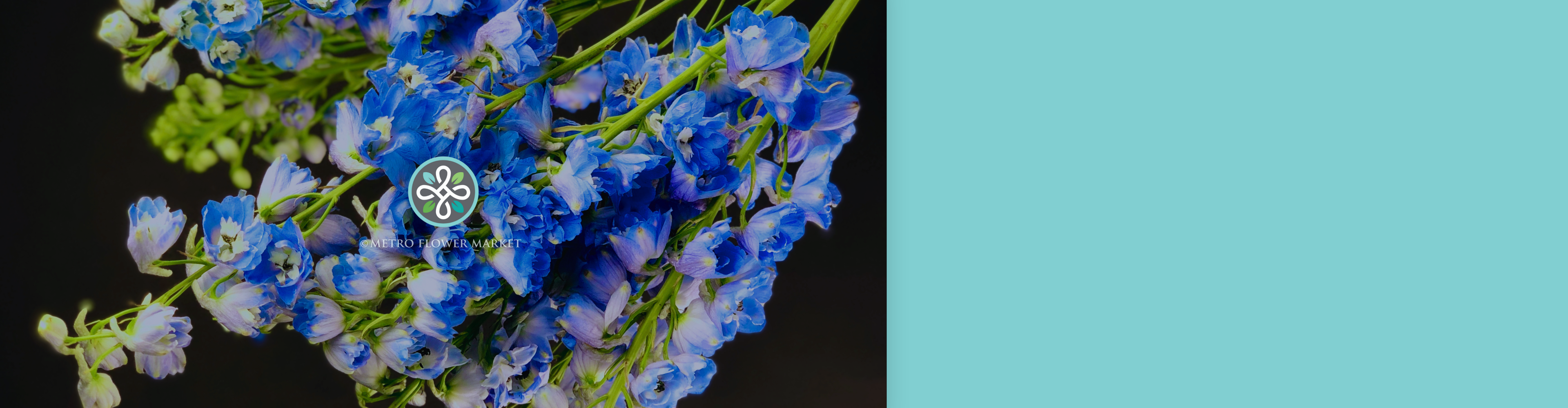 Stems of light blue hybrid delphinium against a dark background.