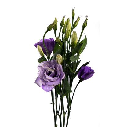 Lisianthus, Canadian