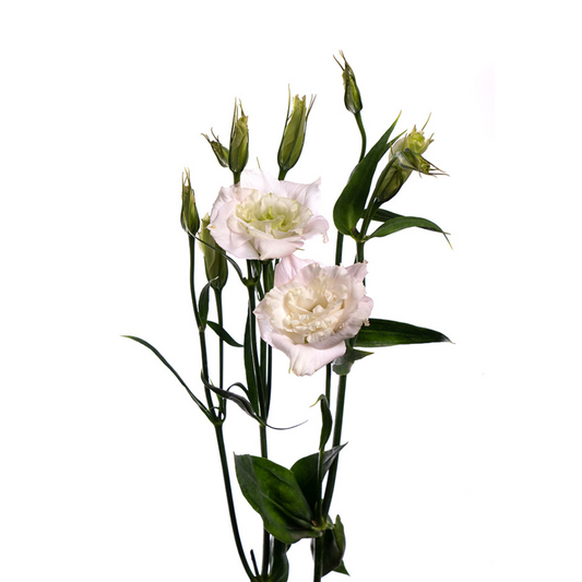 LISIANTHUS, CANADIAN