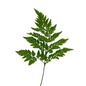LEATHERLEAF JUNIOR (20 STEM BUNCH)
