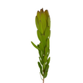 Leucadendron Gold Strike