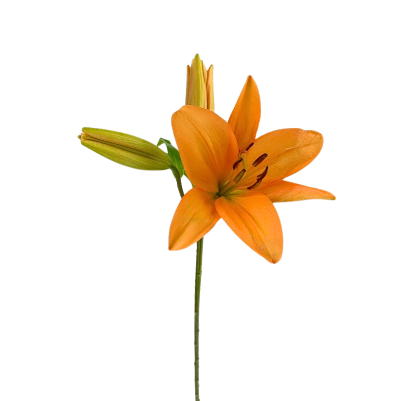 Asiatic Lily Orange (10 stems)