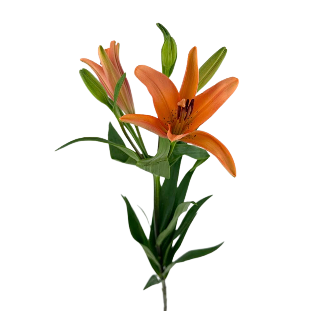 Asiatic Lily Orange (10 stems)