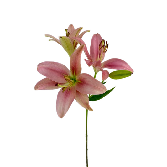 Asiatic Lily Pink (10 stems)