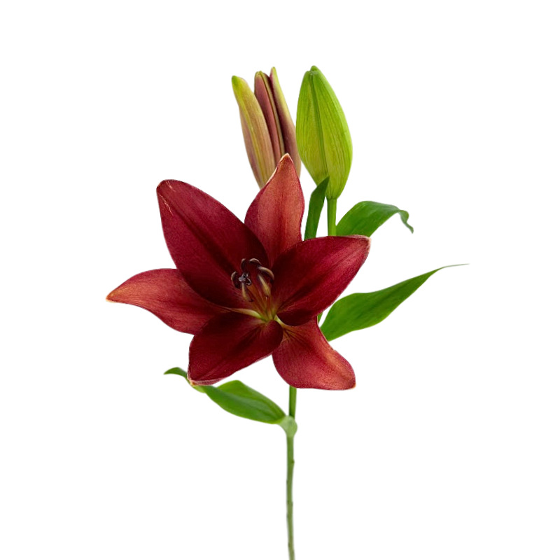 Asiatic Lily Red (10 stems)