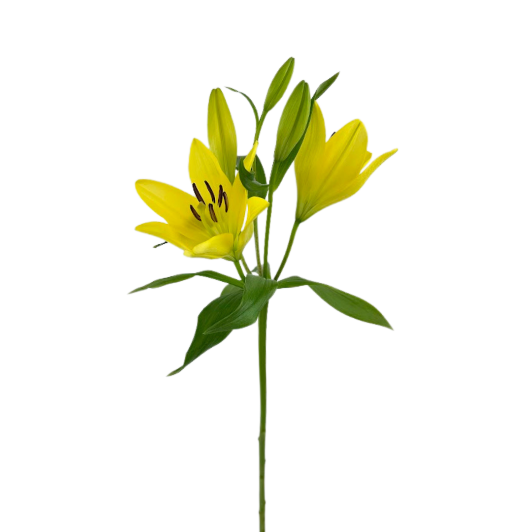 Asiatic Lily Yellow (10 stems)