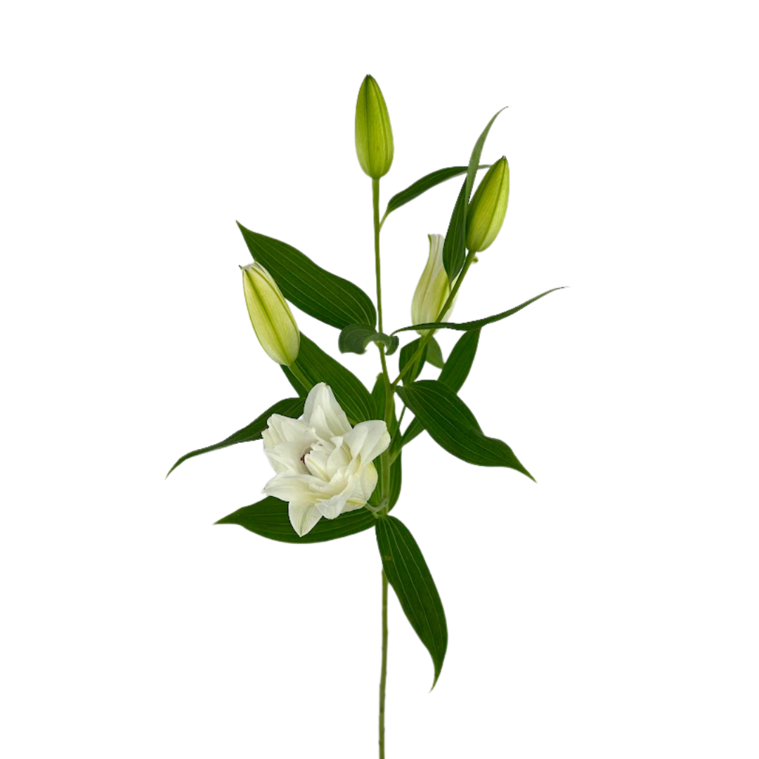 Lily Double White Snow (10 Stems)