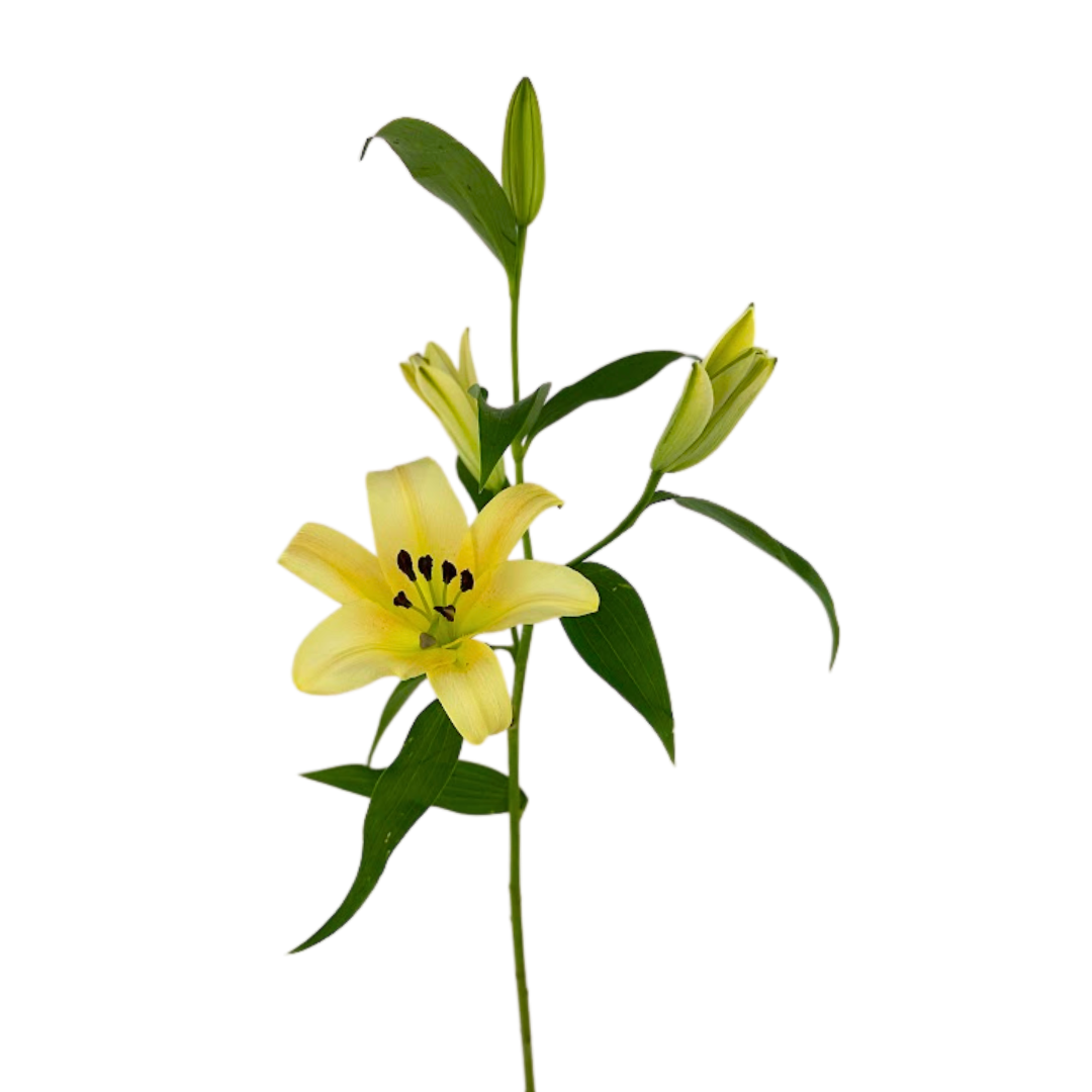 Oriental Lily Peach