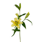 Oriental Lily Peach (10 stem bunch)