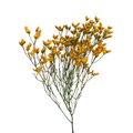 Limonium Orange