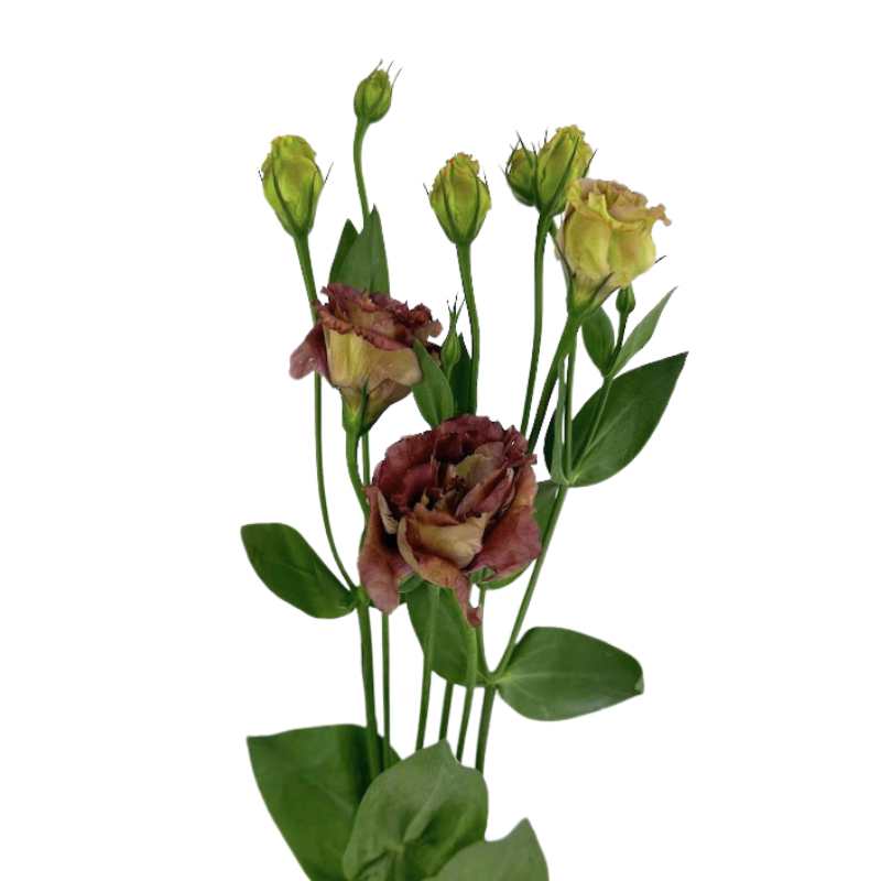 Lisianthus Brillianthus Chocolate (7 Stems)