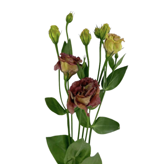 Lisianthus Chocolate