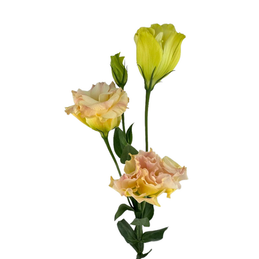 Lisianthus Champagne Reine